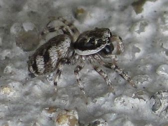 Salticidae: Salticus scenicus  - Sostegno (BI)